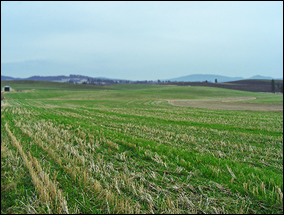 Texas Ridge Farm